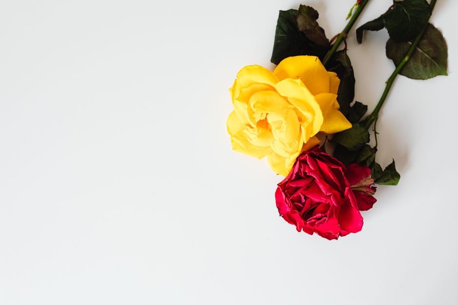 Close-up of a yellow rose and red rose on a white background, showcasing vibrant colors and delicate petals.
